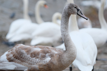 Portrait of a swan close upの写真素材