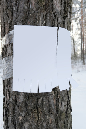announcement on a treeの写真素材