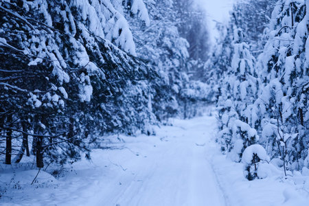 the image of a winter forest