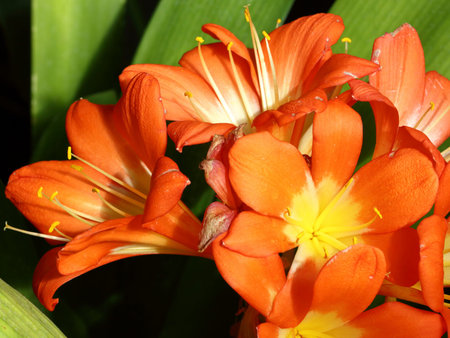 Exotic flower close up