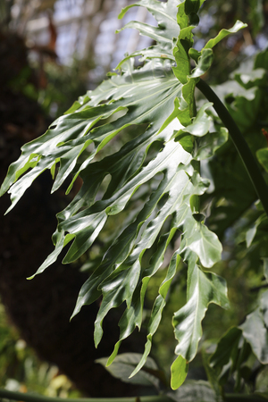 exotic plant close upの写真素材