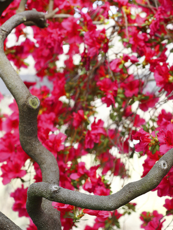 Exotic flower close upの写真素材