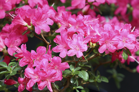 Exotic flower close upの写真素材