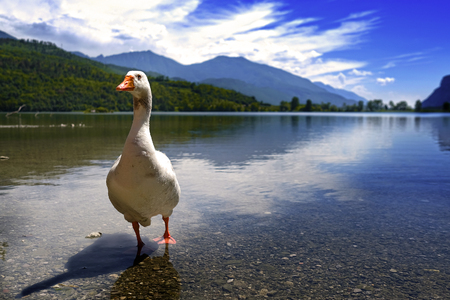 Close up goose on the bank of Toblino lake in Italian Alps の写真素材
