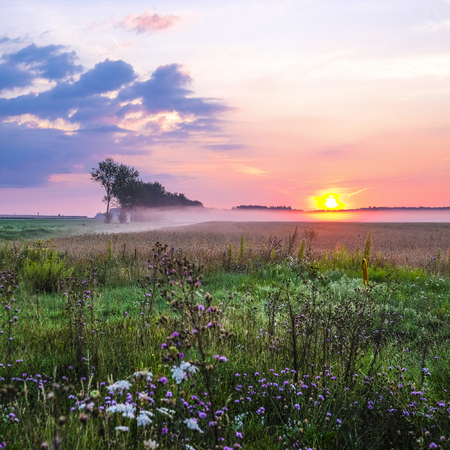 Landscape with the image of summer dawnの写真素材