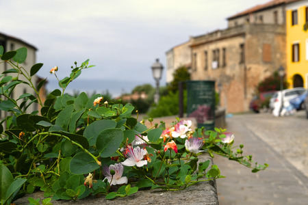 Flower in a hotbed in Monselice, Italyの写真素材