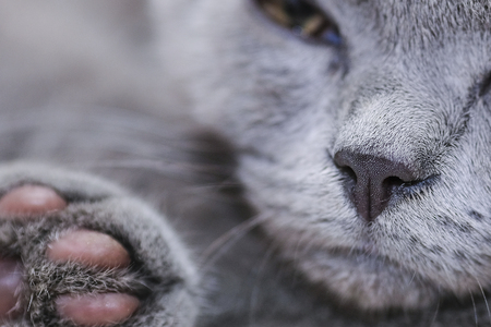 Pretty kitten close upの写真素材