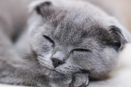 Pretty kitten close upの写真素材