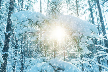 Landscape with the omage of a winter forestの写真素材