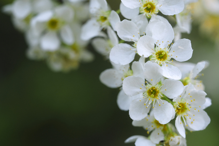 bird-cherry flowers close upの写真素材