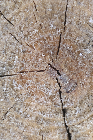 The image of close up log with annual ringsの写真素材