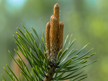 pine branch with cone embryoの写真素材