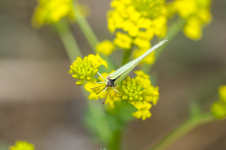 White butterfly drinks nectar on yellow flowers close upの写真素材