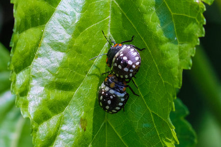 Black spotty beetles sit on a tree leaf