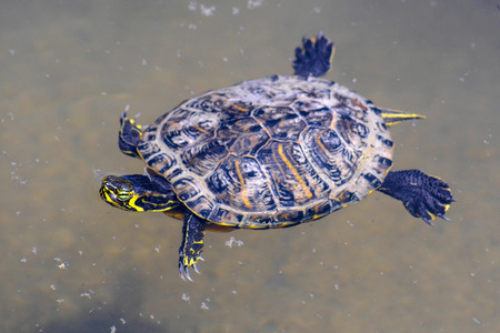The image of swimming turtleの写真素材