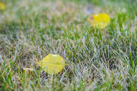 autumn leaves close upの写真素材