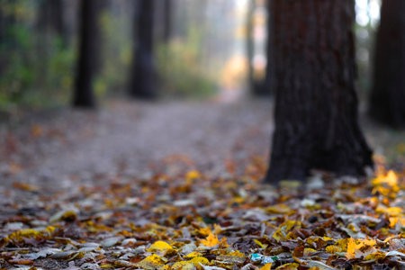 The image of an autumn leaves