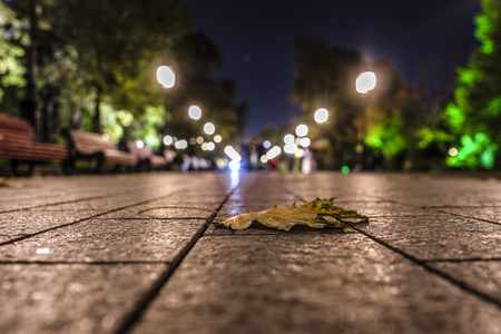 The image of an autumn leaf on a sidewalkの写真素材