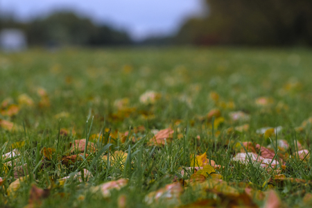 The image of an autumn leavesの写真素材