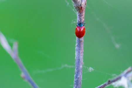 image of a red beetle