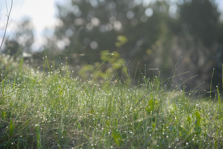 Landscape with the image of forestの写真素材