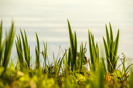 image of a green plantの写真素材