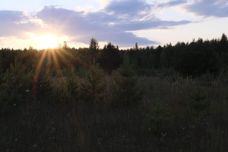 Sunset over the forest in the summer. Sun rays through the trees.