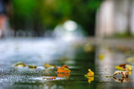 The image of the yellow leaves on the asphaltの写真素材