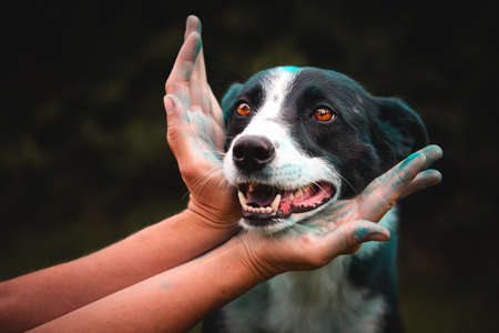 Head of Shorthair Black and White Welsh Sheep Dog with Blue Holi Powder in Humans Handの写真素材