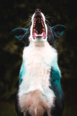 Shorthair Black and White Welsh Sheep Dog with Blue Holi Powder Catching a Treatの写真素材