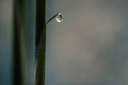 water droplet on bamboo leafの写真素材