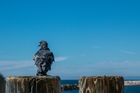 pier pigeon on pierの写真素材