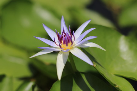 Lotusのeditorial素材