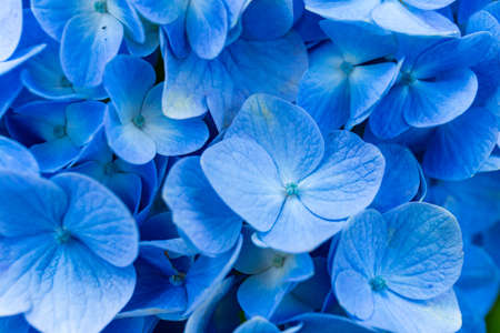 Flowers blooming in Japanese parksの写真素材