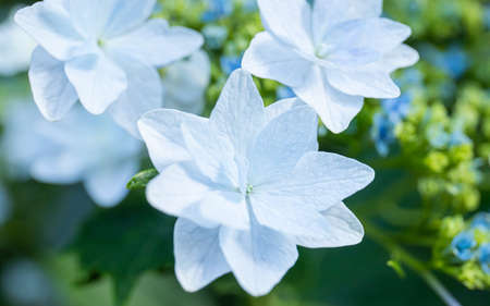 Flowers blooming in Japanese parksの写真素材