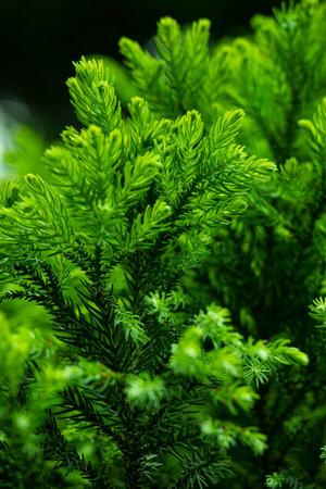 Photograph of the shape of a cedar leafの写真素材