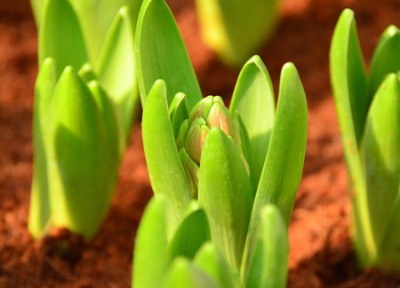 Green young plant