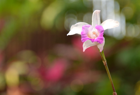Close up whithe and violet Thai orchidの写真素材