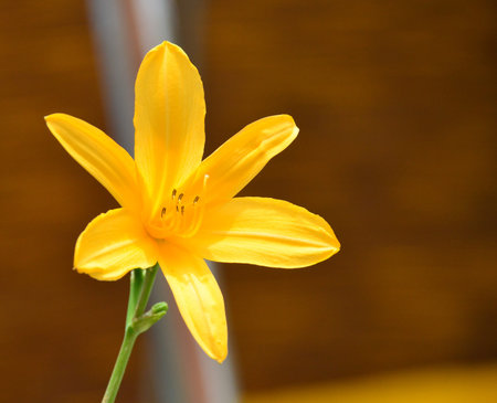 Yellow flower on sunny day