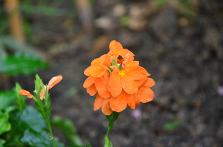 Beautiful orange fower and green plantの写真素材