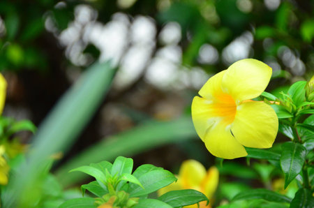 Fresh yellow flower in the gardenの写真素材