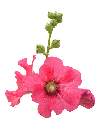 Beautiful isolate pink hollyhock on white backgroundの写真素材