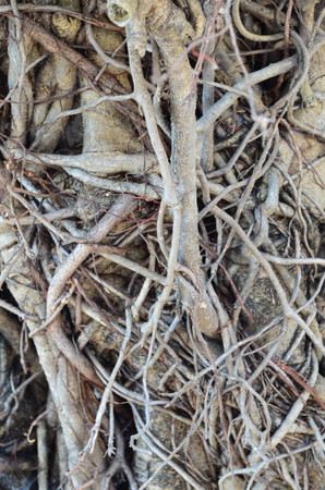 Tree root network texture and backgroundの写真素材