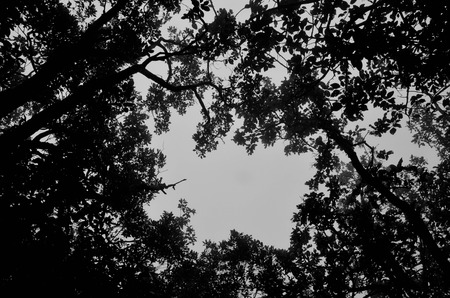Bottom view of tree in the forest - black and white themeの写真素材