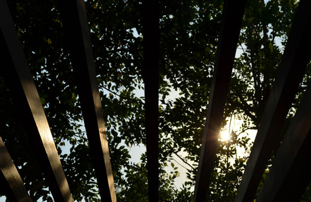 Abstract bottom view of wooden lath against sunset and treeの写真素材