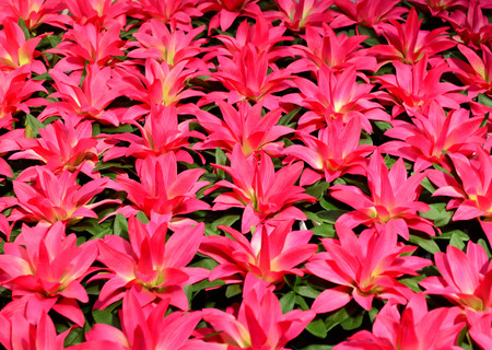 Group of beautiful pink artificial flower for backgroundの写真素材