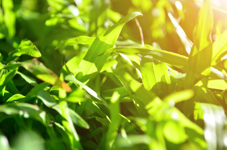 Close up green grass under sun light, selective focusの写真素材