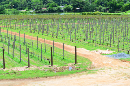 Lanscape of green vineyard row at the beginning stage of plantingの写真素材