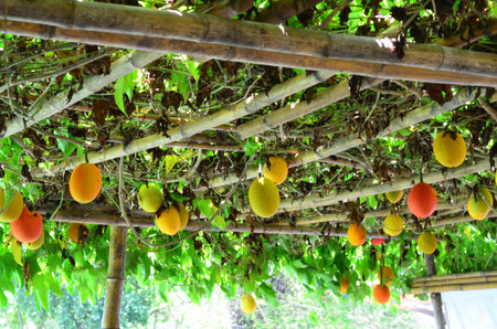 Bunch of Gac fruit on the tree - healthy fruit conceptの写真素材