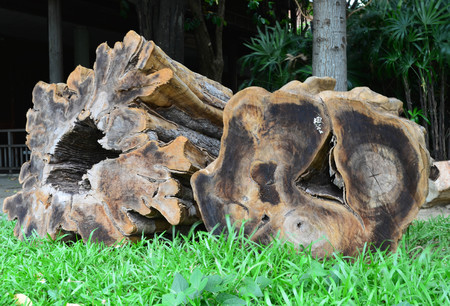 Old age and big wood log cross sectionの写真素材